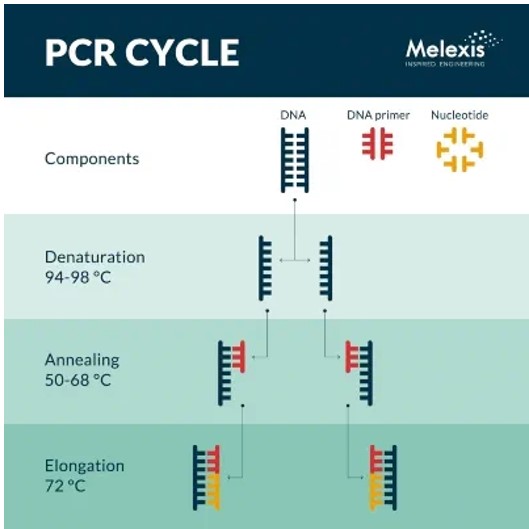 Melexis-PCR-Cycle